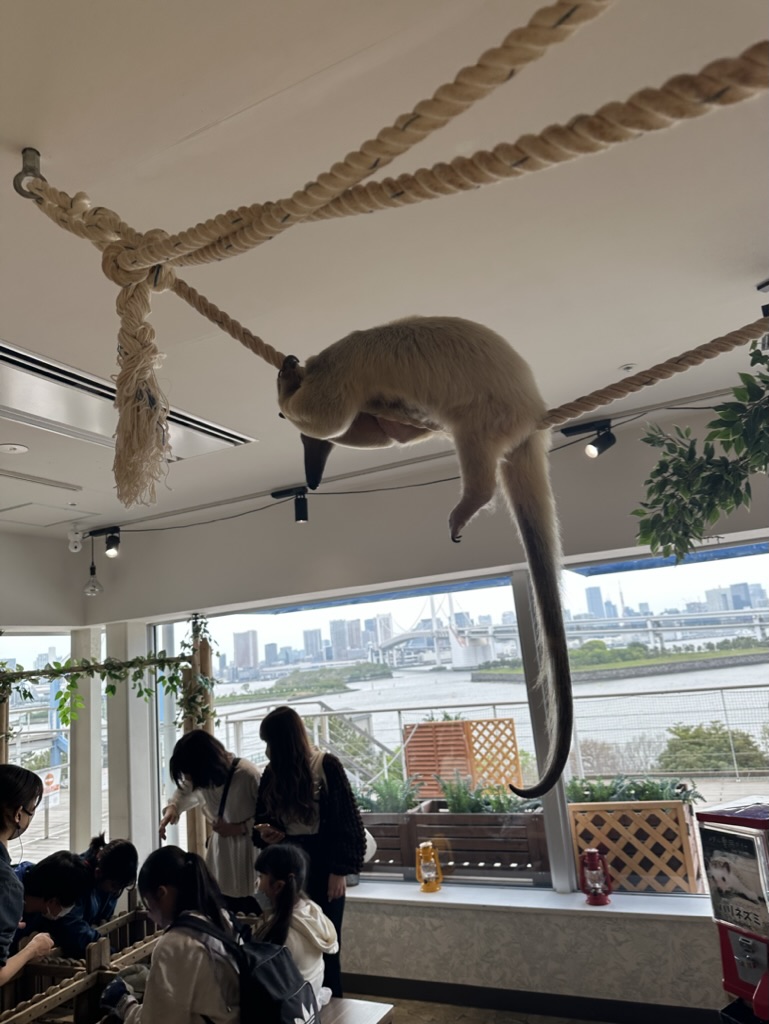 Animal cafe