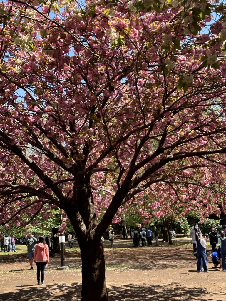 Cherry blossoms