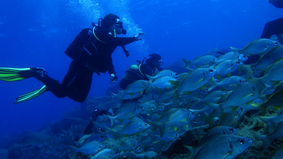 Scuba diving, Tenerife