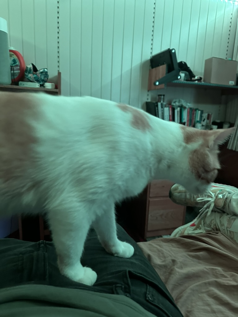 Cat